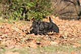 SCOTTISH TERRIER 099